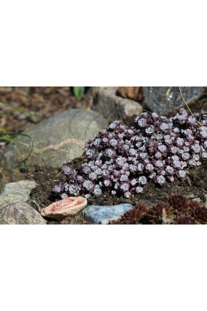 Очиток ложколистий Пурпуреум посадка